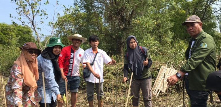 LP2M UIN Banten Kerjasama Dengan LAZISMU, Kompilasi, dan Koling Tanam Pohon Mangrove di Ujung Jaya, Pandeglang, Banten